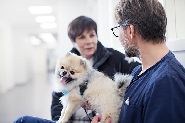 En person som holder en liten hund.