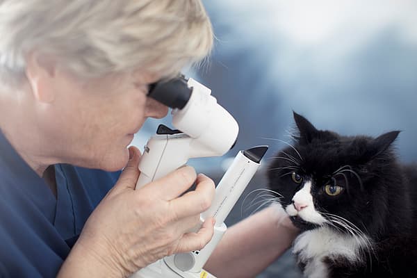 En person som bruker et mikroskop for å sjekke øynene til en katt.