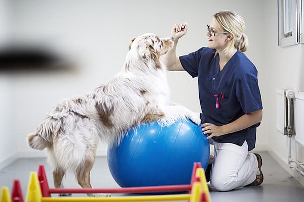 En person med en hund på en blå ball.