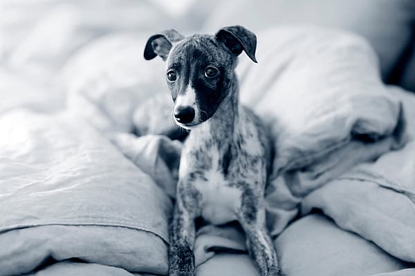 En hund som ligger på et teppe.