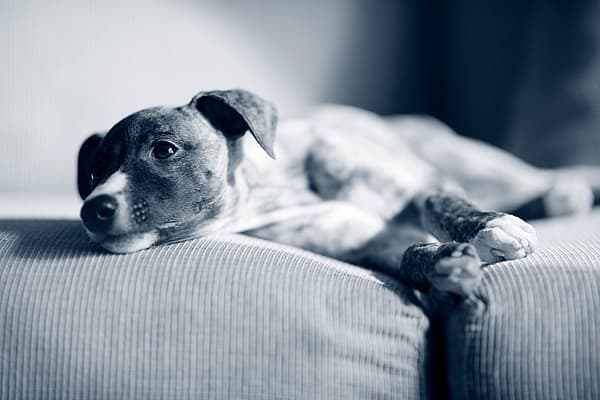 En hund som ligger på en sofa.