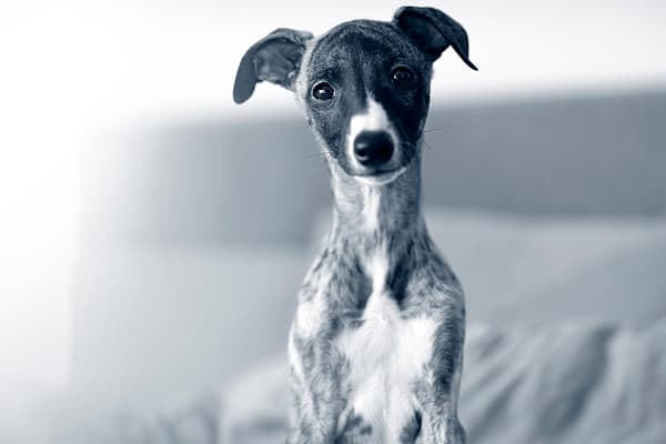 En hund som sitter på en seng.