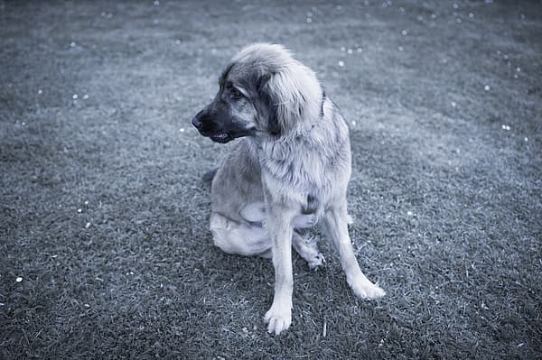 En hund som sitter på gresset.