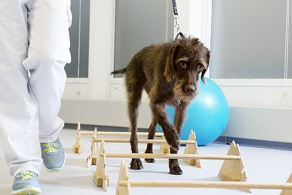 En hund i bånd som går på en blå ball.