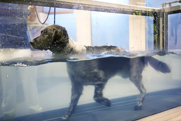 En hund i en tank.