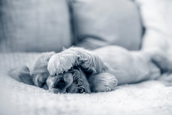 En hund som ligger på en sofa.