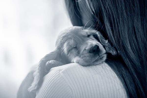 En hund som sover på en persons skulder.