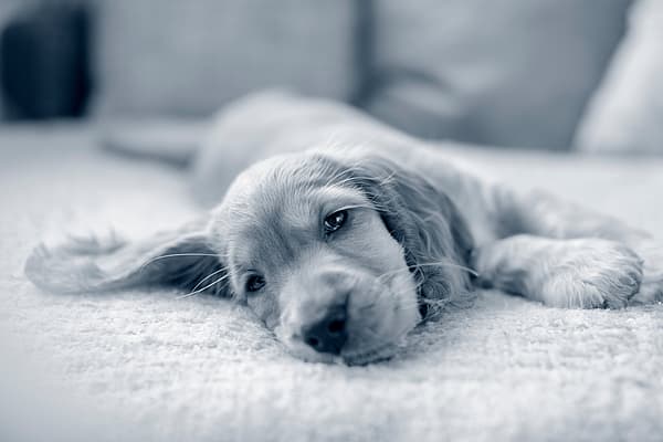 En hund som ligger på et teppe.