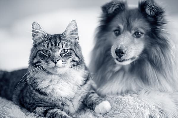En katt og hund som ligger på et teppe.