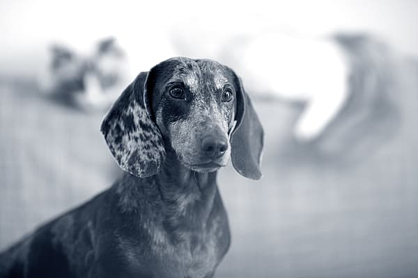 En hund med et flekkete utseende.