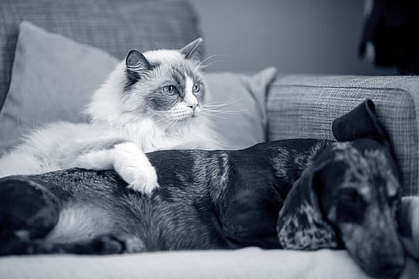 En katt som ligger på en sofa ved siden av en hund.