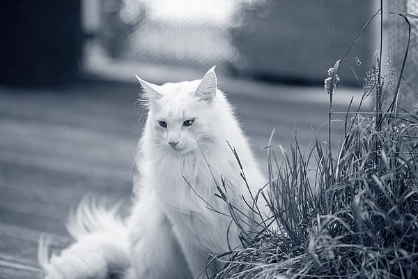 En hvit katt som sitter ved siden av en plante.