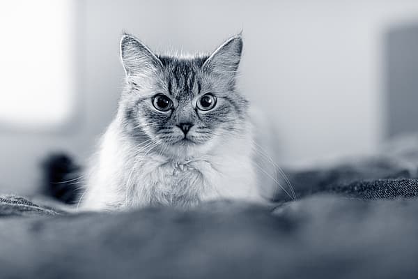 En katt som ser inn i kameraet.