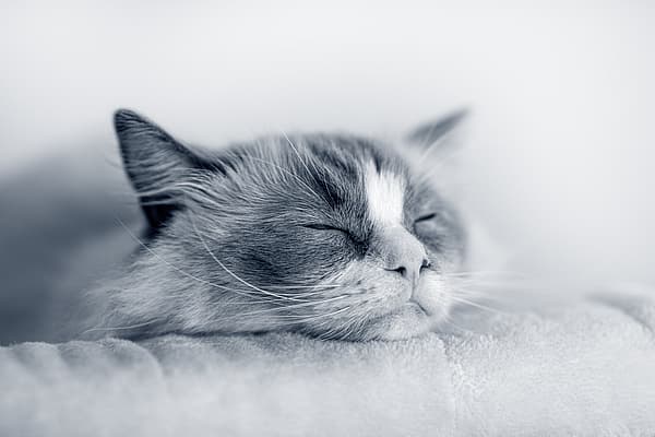 En katt som sover på et teppe.