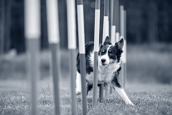 En hund som løper gjennom et hinder.