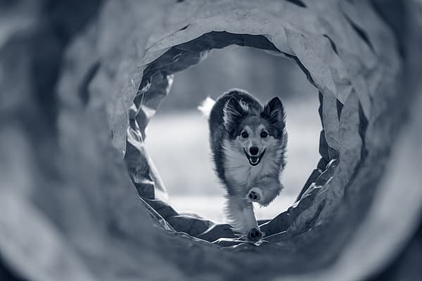 En hund som løper gjennom en tunnel.
