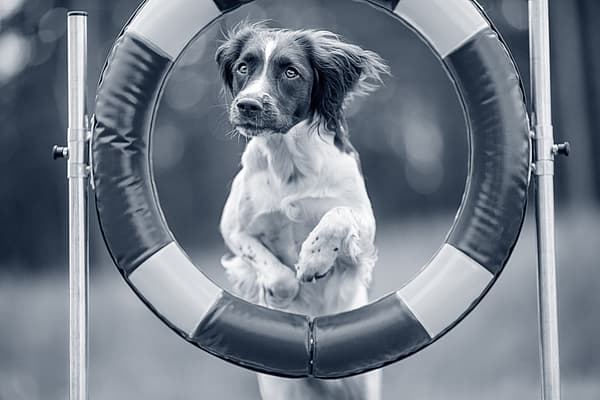 En hund som hopper gjennom en ring.