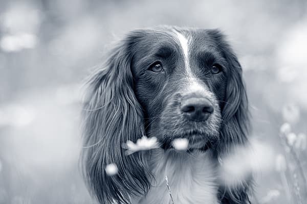 En hund som ser inn i kameraet.