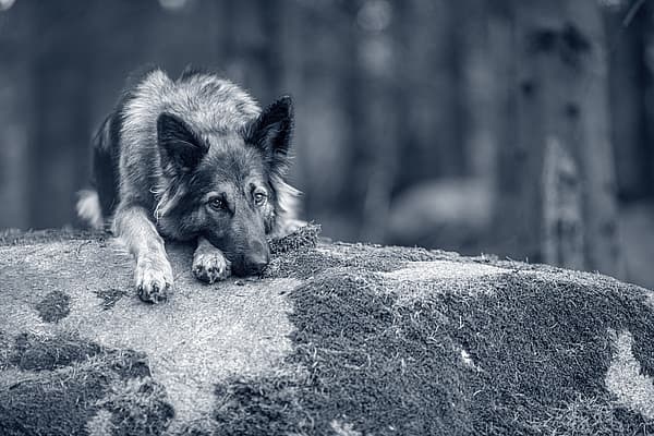 En hund som ligger på en stein.