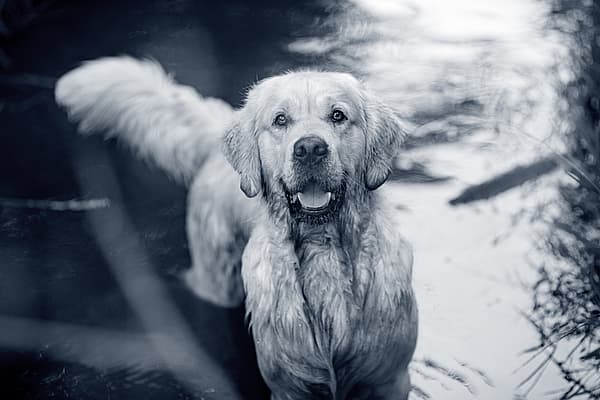 En hund som står i vann.
