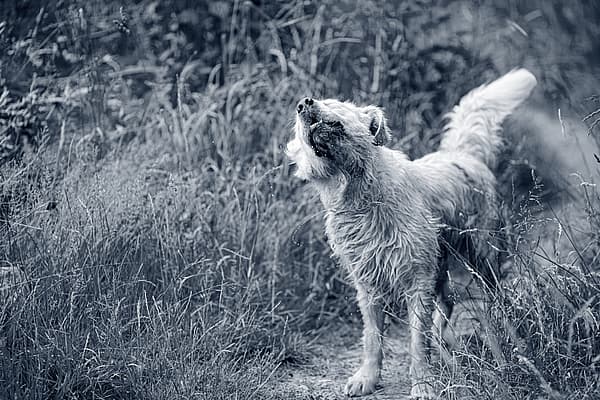 En hund som står i høyt gress.