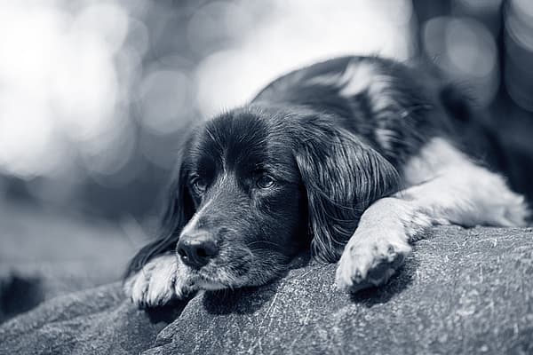 En hund som ligger på en stein.