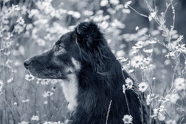 En hund som sitter i en blomsteråker.