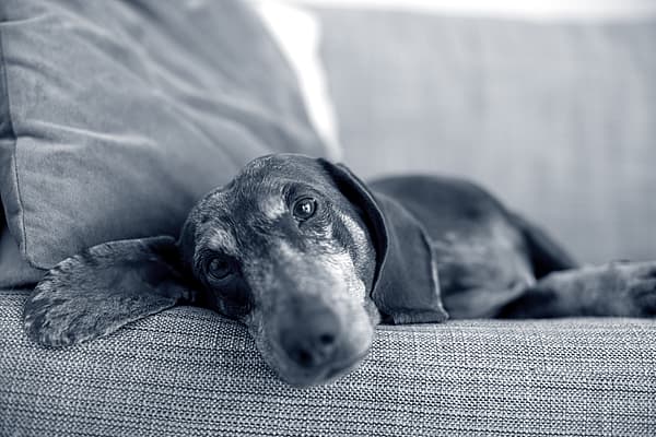 En hund som ligger på en sofa.