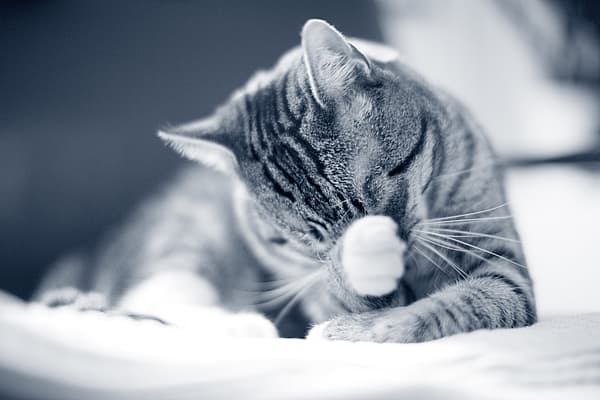 En katt som ligger på en seng.