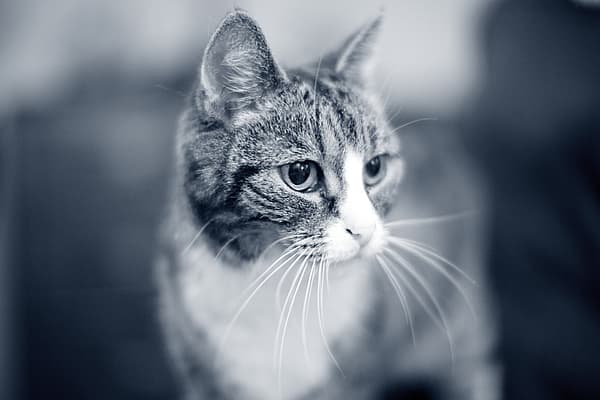 En katt som ser inn i kameraet.