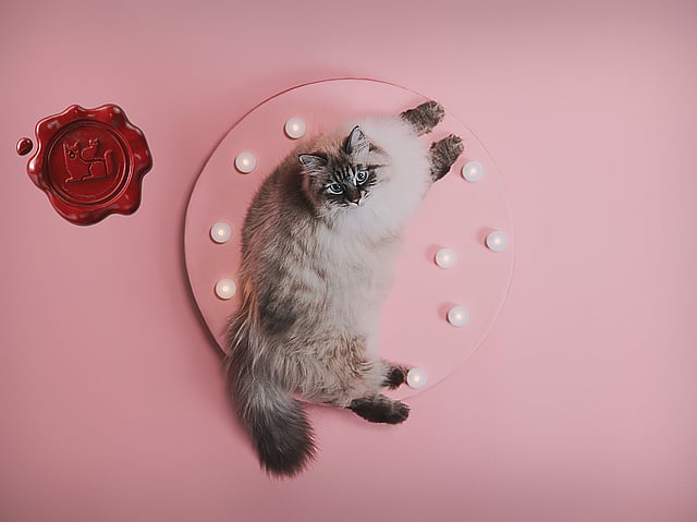 En katt som ligger på en rosa tallerken med lys.