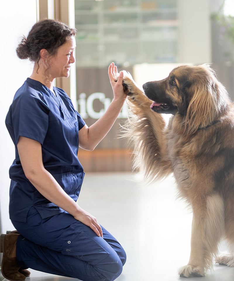 En person som gir en high five til en hund.