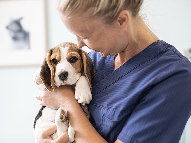 Vet with puppy