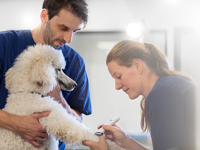 Veterinær og hund