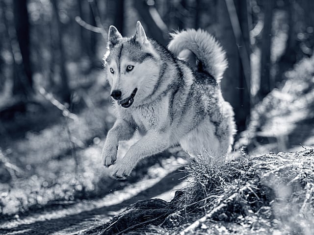 En hund som løper i skogen.
