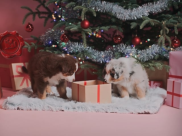 To valper ser på en gave under et juletre.