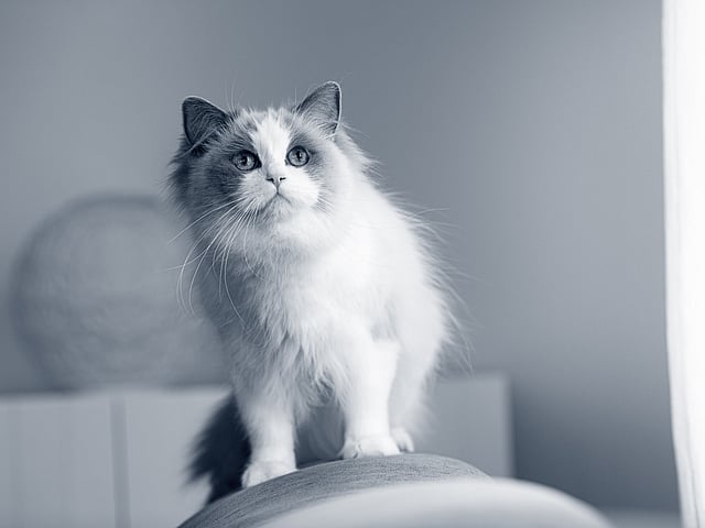 En katt som står på en stol.