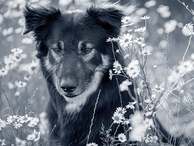En hund som sitter i en blomsteråker.