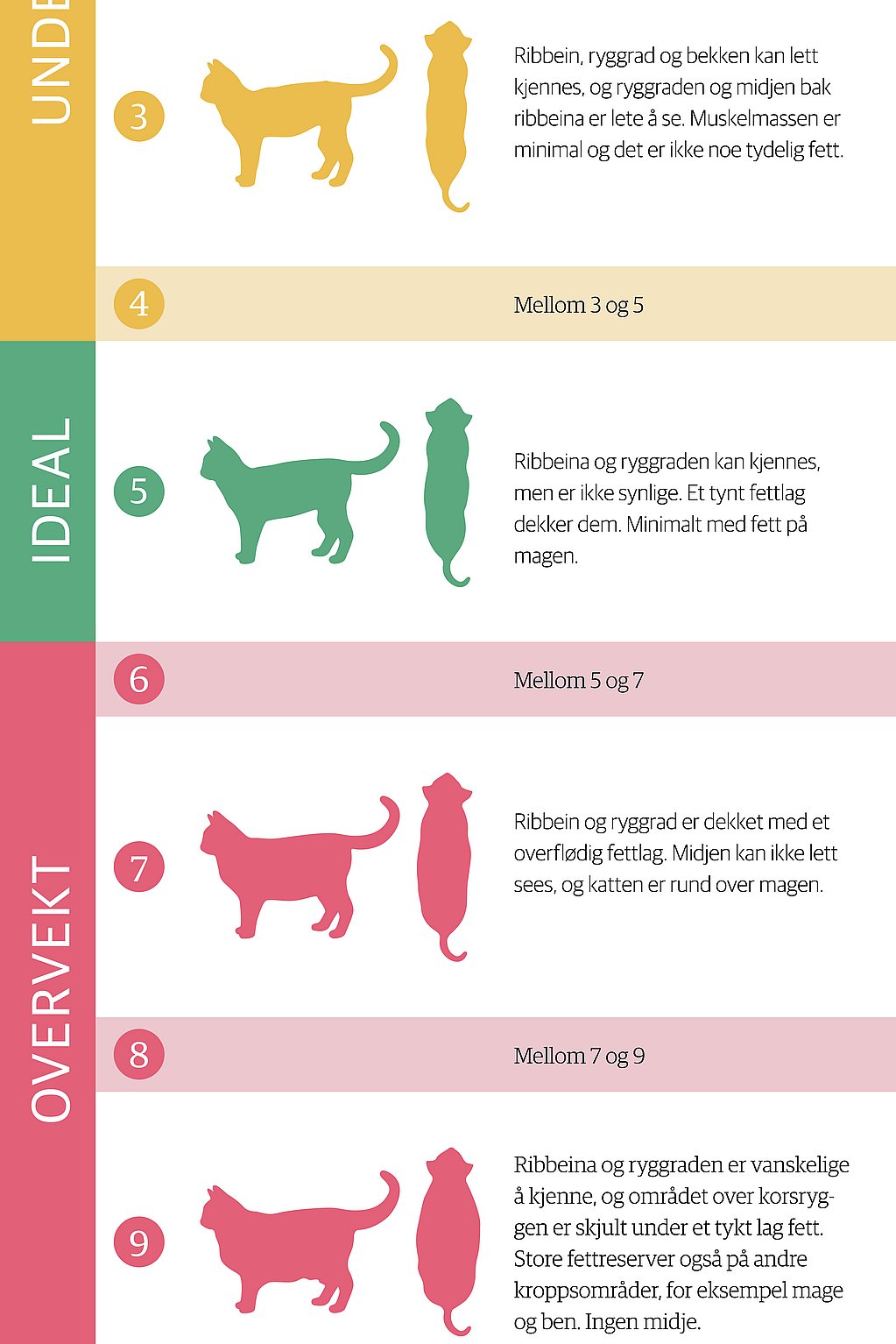 Et diagram over forskjellige katter.