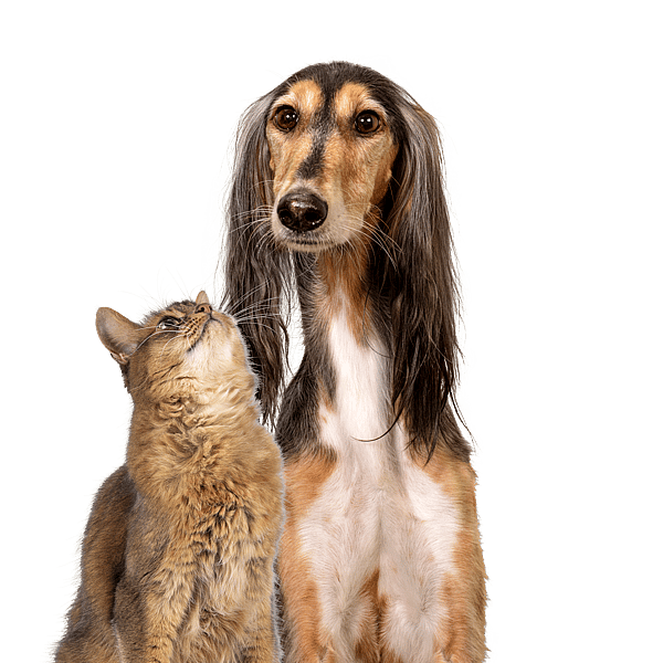Hund og katt