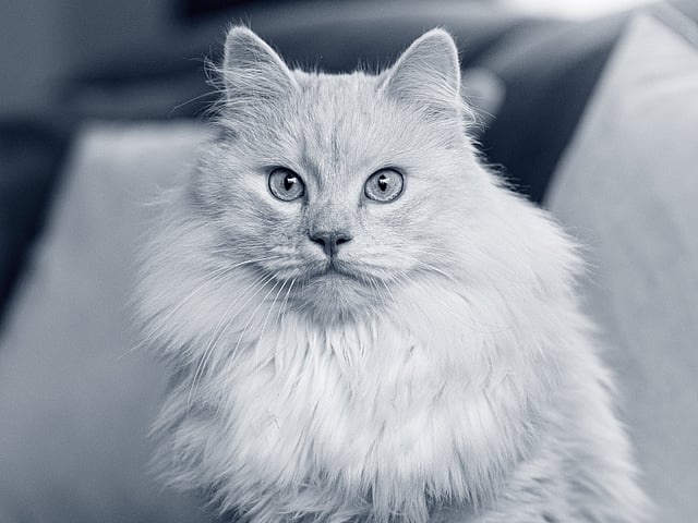En katt som sitter på en sofa.