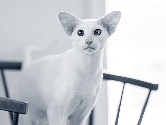 En katt som sitter på en stol.