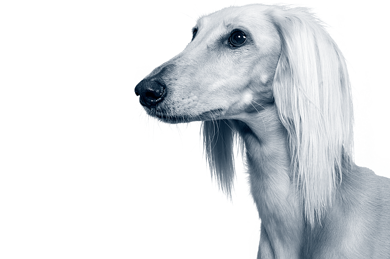 En hvit hund med langt hår.