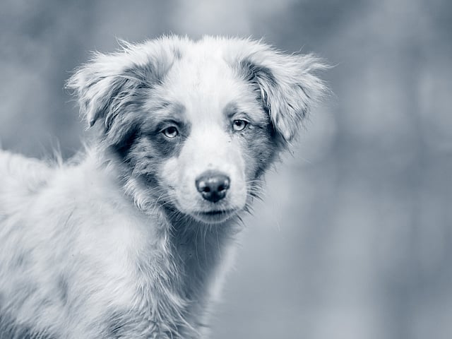 En hund som står på en stein.