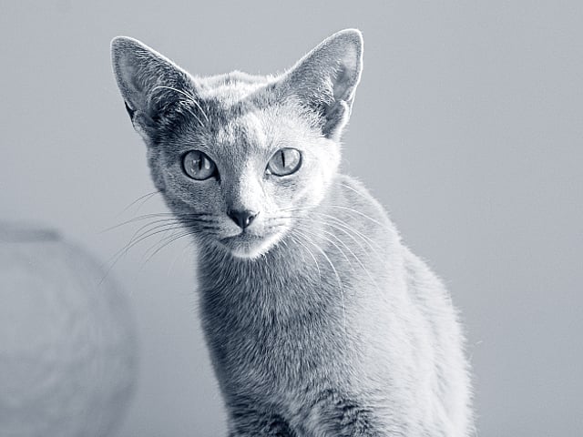 En katt som sitter på en stol.