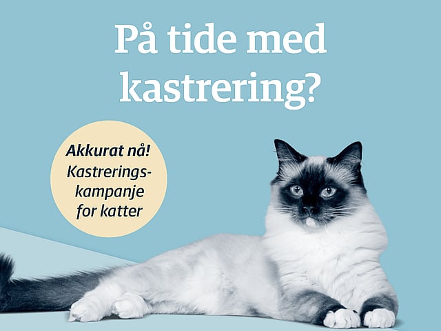 En katt som ligger på en blå overflate.