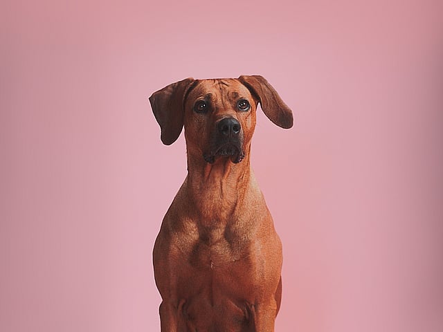 En hund som sitter på en rosa bakgrunn.