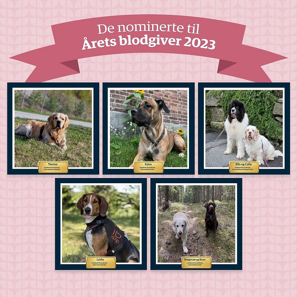 En collage av bilder av hunder.