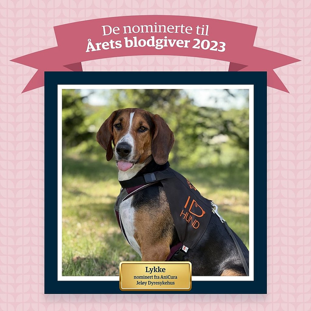 En hund med vest på.