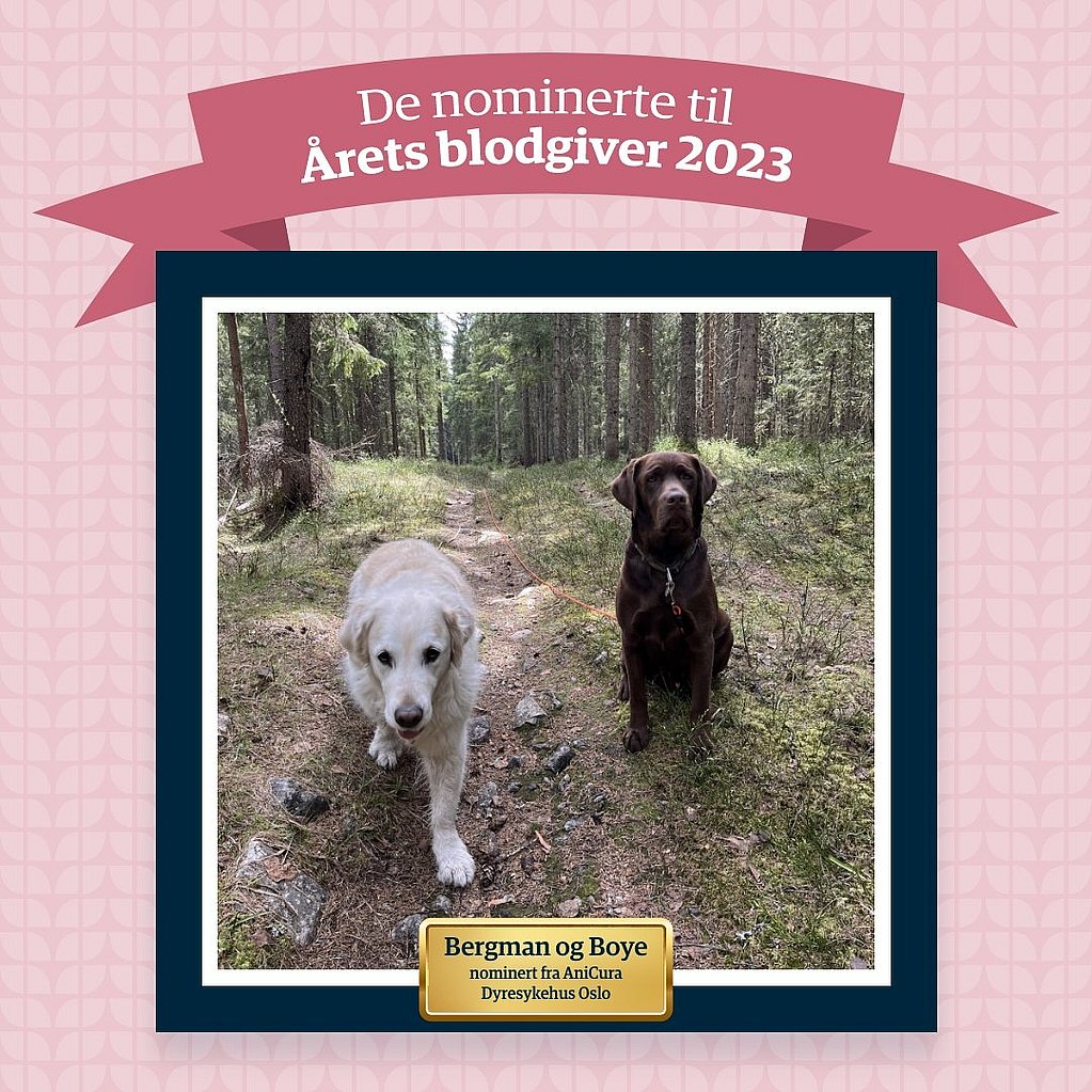 Et par hunder i en skog.